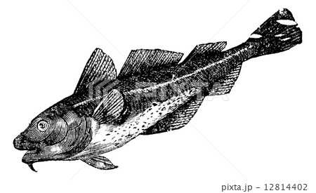 Cod america (morrhua americana), vintage engraving 12814402