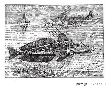 Armored Searobin or Peristediidae, vintage engraving 12814405