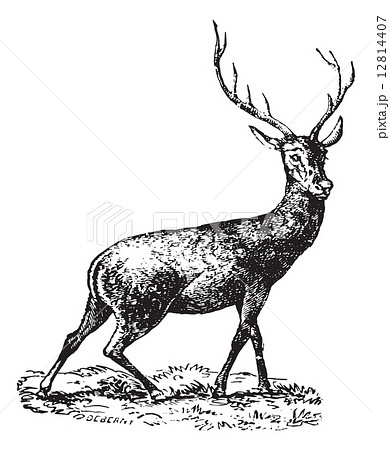 Deer, vintage engraving. Deer, vintage engraving. 12814407