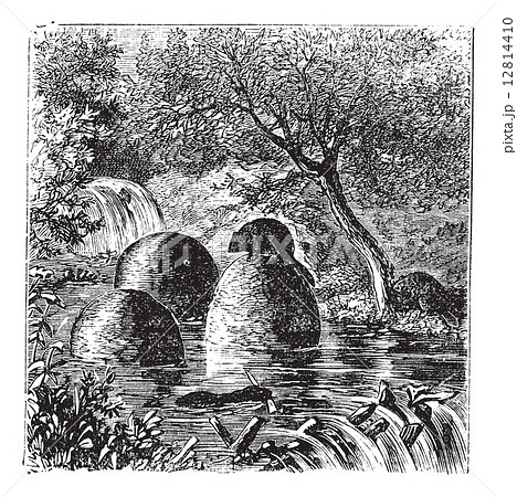 Lodges and dams built by beavers vintage engraving 12814410