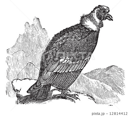 Andean Condor or Vultur gryphus vintage engraving 12814412