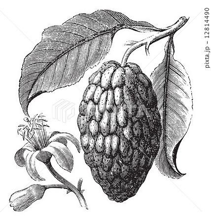 Citrus medica or Citron vintage engraving 12814490