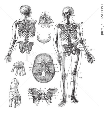Human skeleton vintage engraving 12814491