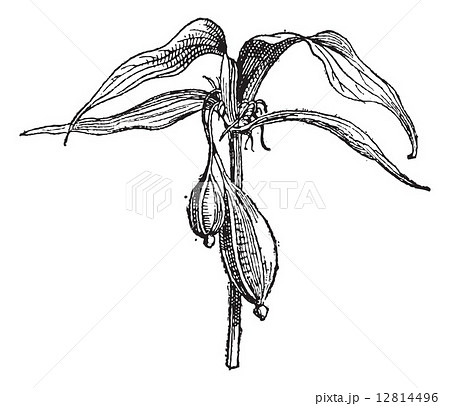 Tacca pinnatifida vintage engraving Tacca pinnatifida vintage engraving 12814496