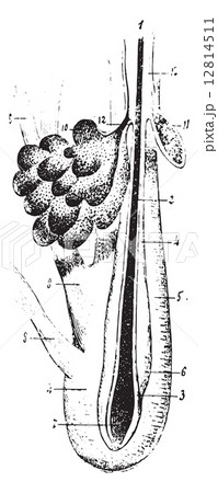 Hair follicles with sebaceous glands and smooth muscle fibers, v Hair follicles with sebaceous glands and smooth muscle fibers, v 12814511