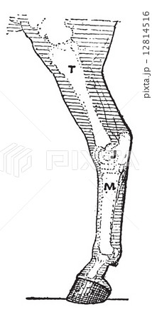 Horse leg, vintage engraving. 12814516