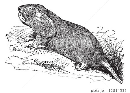 Plains Pocket Gopher or Geomys bursarius vintage engraving 12814535