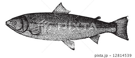 Atlantic salmon or Salmo salar vintage engraving Atlantic salmon or Salmo salar vintage engraving 12814539