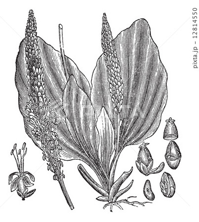 Greater Plantain or Plantago major, vintage engraving 12814550