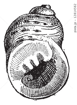 Periwinkle or Littorina sp., vintage engraving Periwinkle or Littorina sp., vintage engraving 12814562
