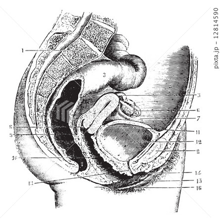 Female pelvis, vintage engraving. 12814590