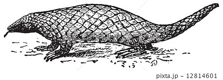 Pangolin or Scaly Anteater, vintage engraving. 12814601