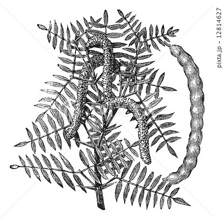 Mesquite (Prosopis glandulosa) or Honey Mesquite, vintage engrav 12814627