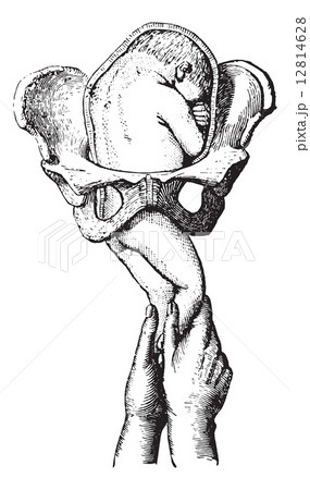 Release the seat, vintage engraving. 12814628