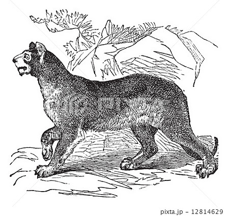 Cougar or Puma or Panther or Mountain Lion or Puma concolor vint 12814629