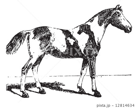 Pinto horse, vintage engraving. 12814634
