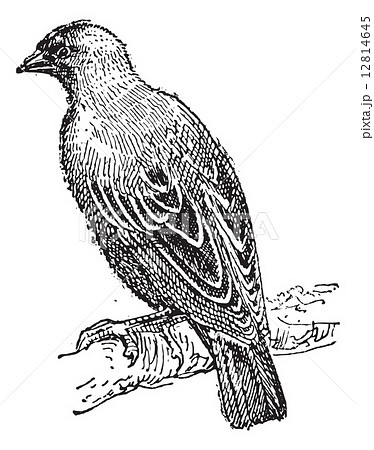 Weaver Oriole Perching On Branch Vintage のイラスト素材