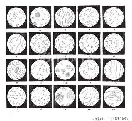 Microorganisms or Microbes, vintage engraving 12814647