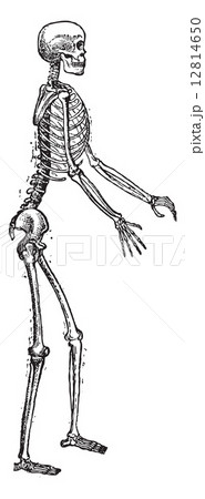 Skeleton of a man vintage engraving 12814650