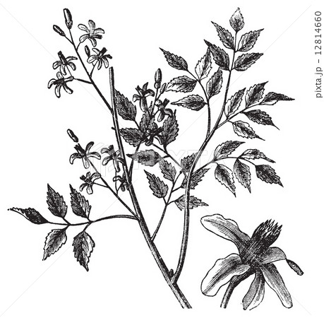 Mahogany or Melia azedarach vintage engraving 12814660