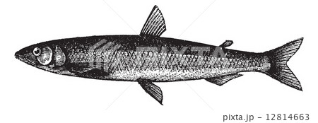 Smelt or European Smelt or Osmerus eperlanus, vintage engraving 12814663