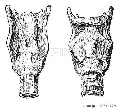 Voice Box or Larynx, vintage engraving 12814674
