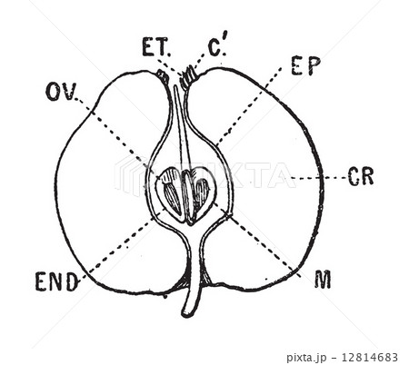Apple vertical section, vintage engraving. 12814683