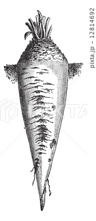 Sugar beet or Beta vulgaris vintage engraving 12814692
