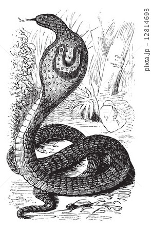 Indian Cobra or Spectacled Cobra or Naja naja vintage engraving 12814693