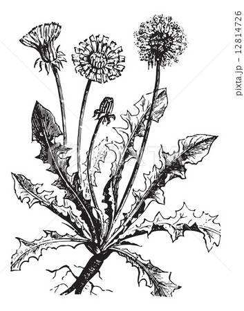 Dandelion or Taraxacum, vintage engraving. 12814726