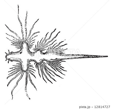 Sea Slug or Nudibranch, vintage engraved illustration 12814727