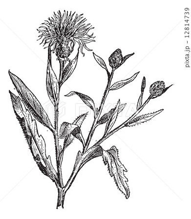 Knapweed or Centaurea, vintage engraving. Knapweed or Centaurea, vintage engraving. 12814739