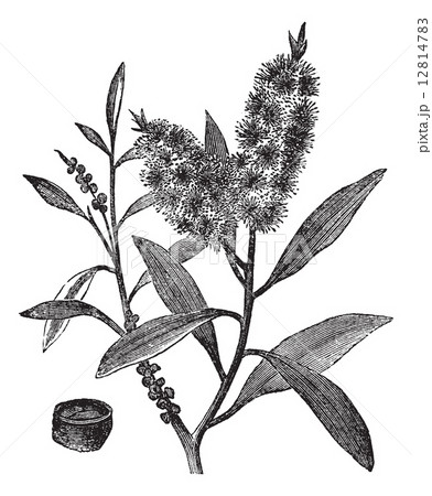 Tea Tree Oil has white wood (Melaleuca Leucadendron), vintage en Tea Tree Oil has white wood (Melaleuca Leucadendron), vintage en 12814783