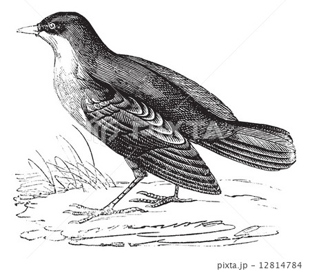 Storm Petrel or European Storm-petrel or Hydrobates pelagicus v 12814784