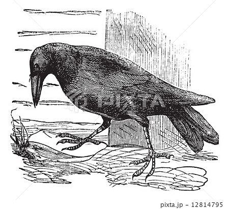 Raven or Corvus sp. vintage engraving Raven or Corvus sp. vintage engraving 12814795