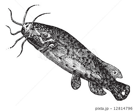 Electric catfish or Malapterurus electricus vintage engraving 12814796