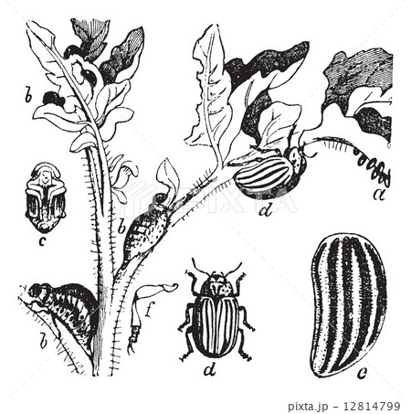 Colorado Beetle Colorado Potato Beetle or Leptinotarsa decemline Colorado Beetle Colorado Potato Beetle or Leptinotarsa decemline 12814799