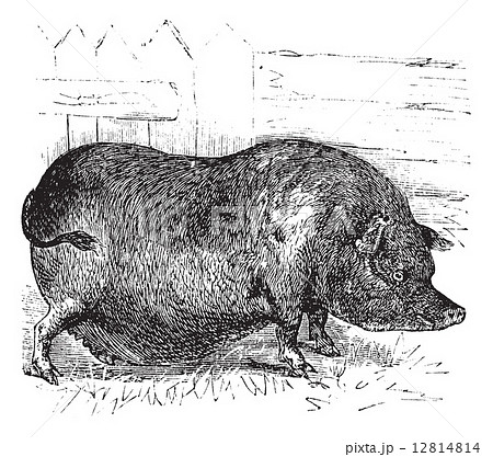 Heude's Pig or Indochinese Warty Pig or Vietnam Warty Pig or Sus 12814814