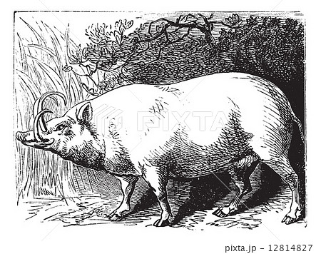 The Babirusa or Pig-deer. Vintage engraving. 12814827