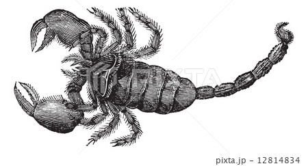 Black Scorpion (Scorpio afer), vintage engraving. 12814834