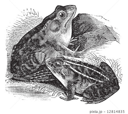 1. Bullfrog (Rana pipiens), 2. Northern Bullfrog (Rana horiconen 12814835