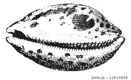 Porcelain, vintage engraving. Porcelain, vintage engraving. 12814836
