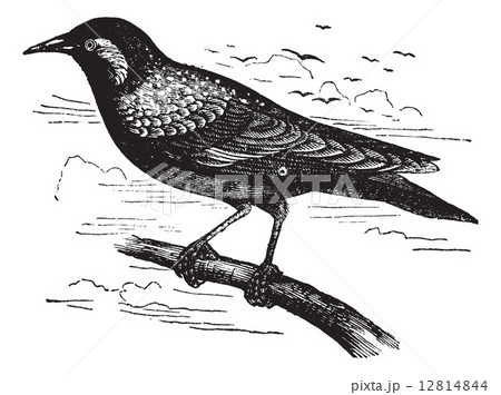 Common Starling or European Starling or Sturnus vulgaris, vintag 12814844