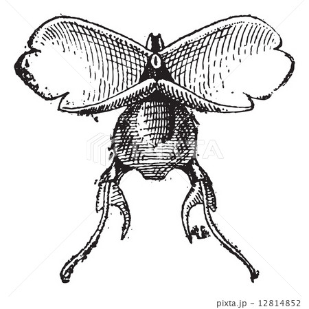 Pteropod or Pteropoda, vintage engraving. 12814852