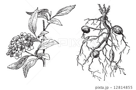Spirea Lanceolate, Dropwort Meadowsweet, vintage engraving. 12814855