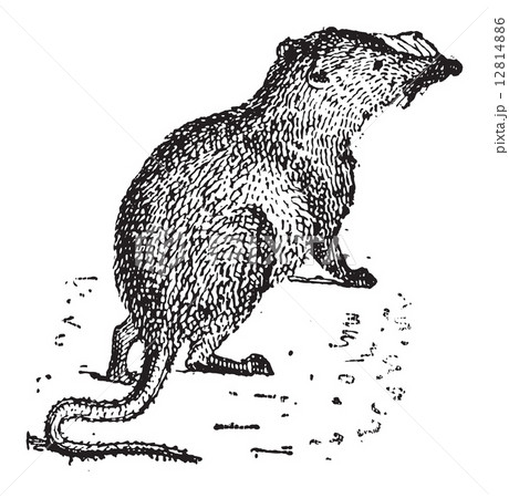 Shrew or Soricidae, vintage engraving 12814886