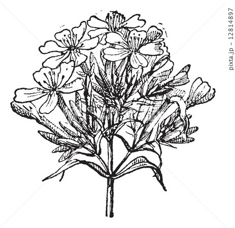Common Soapwort or Saponaria officinalis vintage engraving Common Soapwort or Saponaria officinalis vintage engraving 12814897
