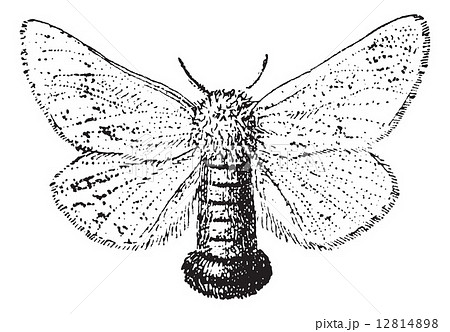 Gypsy Moth or Lymantria dispar, vintage engraving 12814898