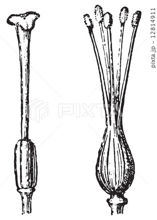 Gynoecium or Pistil, vintage engraving. 12814911