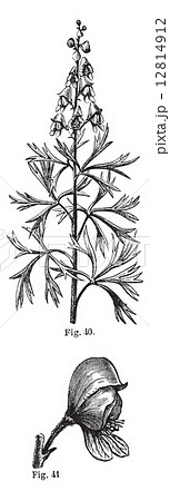 Fig. 40. Aconite. Top of the stem, Fig. 41. Aconite. Whole flowe 12814912
